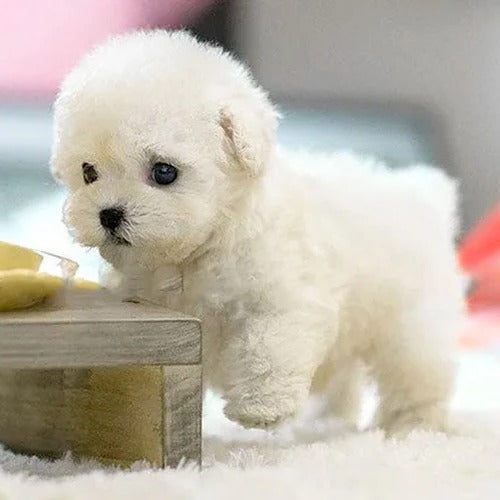 Interaktywny pluszowy piesek, który chodzi i szczeka